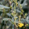 Acacia ligulata, dune wattle, Wentworth, NSW
