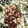 Acacia ligulata, dune wattle, Wentworth, NSW