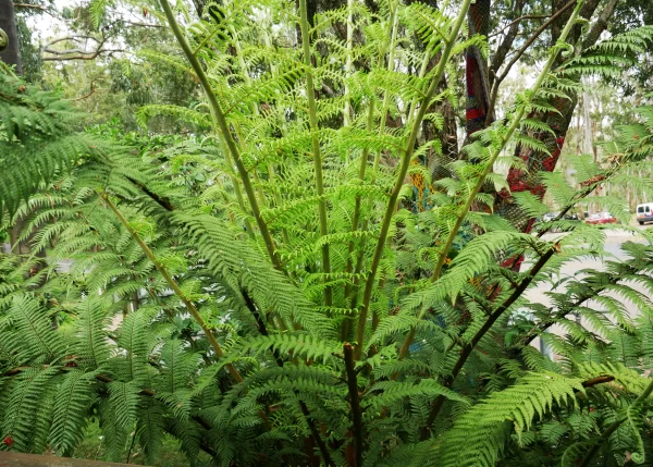 Alsophila australis, rough tree fern, Warwick, Qld 1, green