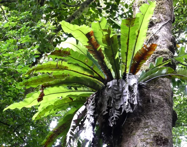 Asplenium australasicum, bird's nest fern, Mt Hypipamee NP, Qld, green