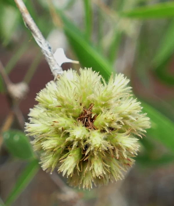 Asteromyrtus angustifolia, Cooktown, Qld, green, yellow
