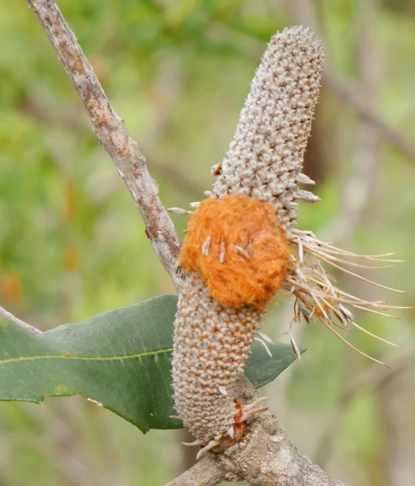 Banksia dentata, tropical banksia, Kutini-Payamu NP, Qld, orange