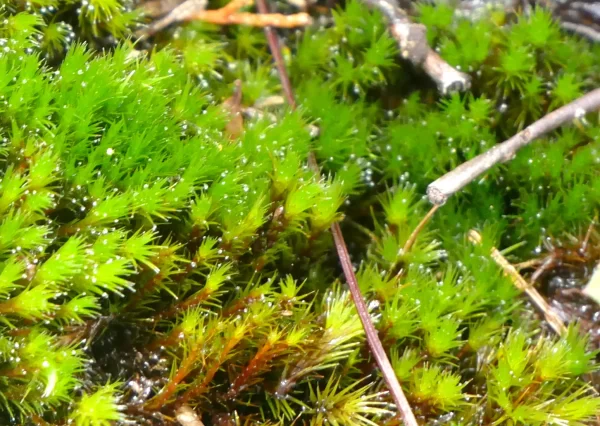Campylopus bicolor var. ericeticola, Girraween NP, Qld, Moss, green