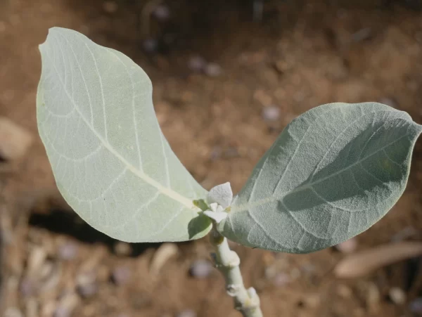 Corymbia setosa, rough leaved bloodwood, Elsey NP, NT, grey, green