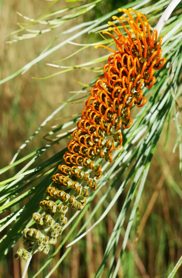 Grevillea pteridifolia, honeysuckle grevillea, Litchfield NP, NT, orange