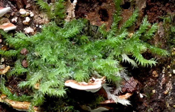 Neckera pennata, shingle moss, Wooroonooran NP, Qld, Moss, green