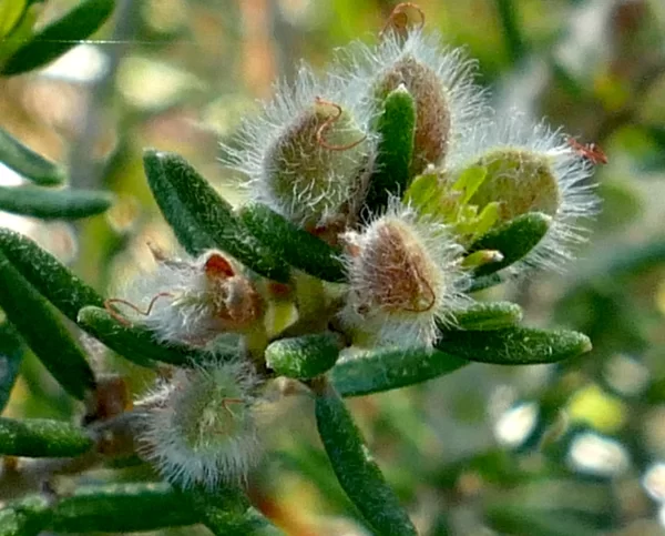 Aotus ericoides, common aotus, St Helens, TAS, yellow