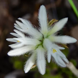 Conostylis setosa, White cottonhead, Gooseberry Hill, WA, white, pink, 2