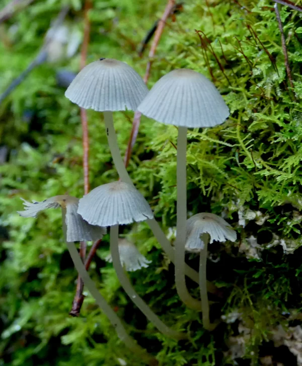 Coprinellus disseminatus, trooping crumble cap, Cataract Gorge, Launceston , TAS, Fungi, blue, grey