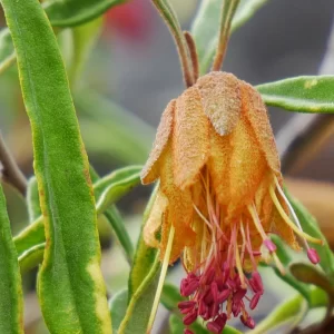 Diplolaena angustifolia, Yanchep Rose, Watheroo NP, WA, brown, red