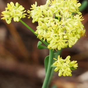Glischrocaryon flavescens, pale yellow popflower, Watheroo NP, WA, yellow