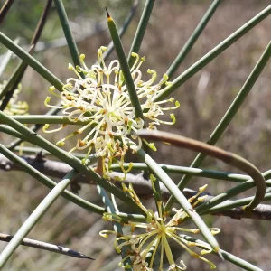 Hakea Recurva, Djarnokmurd, Northampton, WA, white, yellow