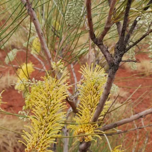 Hakea lorea, Witinti, Millstream Chichester NP, WA, yellow