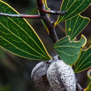 Hakea neurophylla, Lesueur NP, WA, pink 2