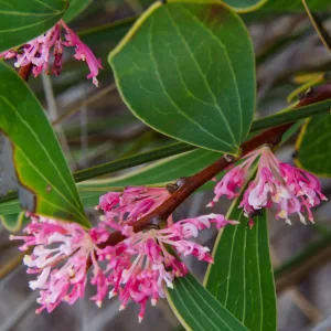 Hakea neurophylla, Lesueur NP, WA, pink