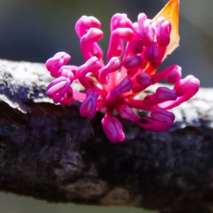 Hakea obtusa, Cheynes Beach, WA, pink, purple