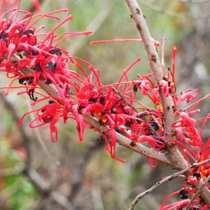 Hakea orthorrhyncha, Bird hakea, Kalbarri, WA, red