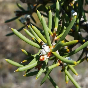 Hakea psilorrhyncha, Eneabba, WA, white