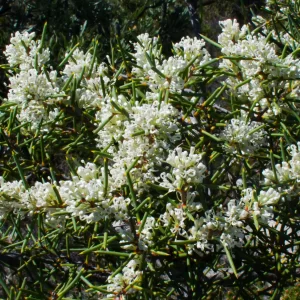Hakea psilorrhyncha, Eneabba, white 1