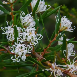 Hakea varia, Variable-leaved hakea, Walpole, WA, white
