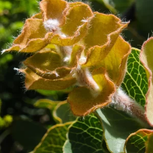 Hakea victoria, Royal hakea, Cheynes Beach, WA, white, orange