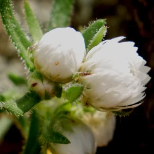 Helichrysum leucopsideum, satin everlasting, Kings Park, Perth, WA, white