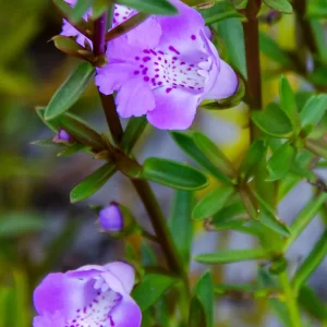 Hemiandra pungens, Snake bush, Mandurah, WA, purple