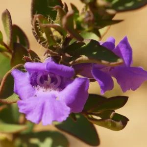 Hemigenia humilis, Waychinicup NP, WA, purple