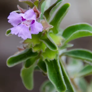 Hemigenia incana, Silky hemigenia,  Mt Lindesay NP, WA, purple