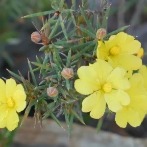 Hibbertia acerosa, Needle leaved guinea flower, Eneabba, WA, yellow