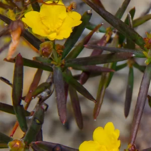 Hibbertia aurea, Lesueur NP, WA, yellow