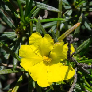 Hibbertia capensis, Cape Range NP, WA, yellow