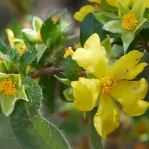 Hibbertia commutata, Serpentine Falls NP, WA, yellow