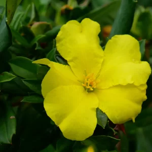 Hibbertia cuneiformis, cutleaf hibbertia, Yanchep NP, WA, yellow