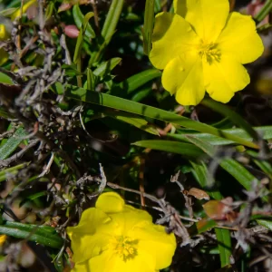 Hibbertia cunninghamii, D'Entrecasteaux NP, WA, yellow