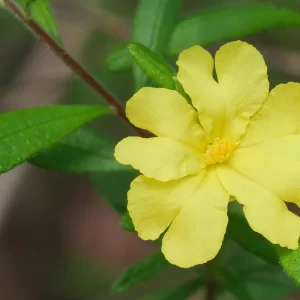 Hibbertia furfuracea, Guinea flower, Mt Lindsay NP, WA, yellow