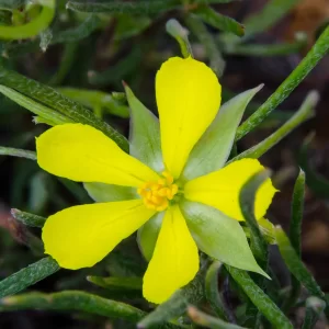 Hibbertia glaucophylla, Beelu NP, WA, yellow