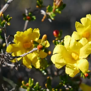 Hibbertia hypericoides, yellow buttercups, Eneabba, yellow