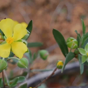 Hibbertia subvaginata, Kalbarri, WA, yellow