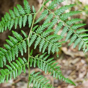 Histiopteris incisa, Bat's wing fern, Mt Lindsay NP, WA, green