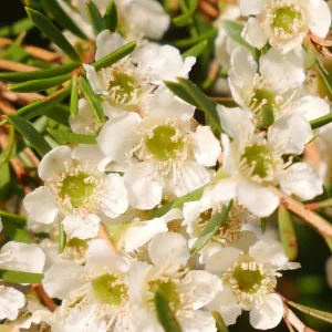 Homalospermum firmum, Walpole, WA, white