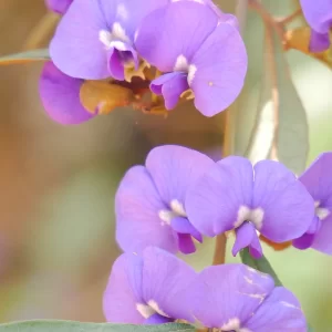 Hovea elliptica, Tree hovea, Pemberton, WA, puprle