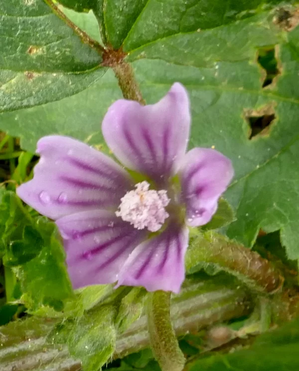 Malva pseudolavatera, cretan mallow, 99, Peterborough, Vic, purple