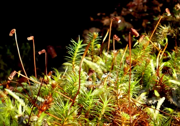 Polytrichum commune, common haircap moss, Tarraleah, TAS, Moss, green, orange