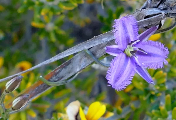 Thysanotus patersonii, Twining Fringe-lily, Bridport, Tas, purple