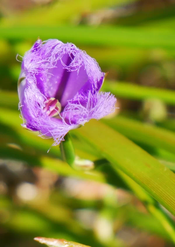Thysanotus triandrus, three-stamened fringe lily, Preston Beach, WA, purple