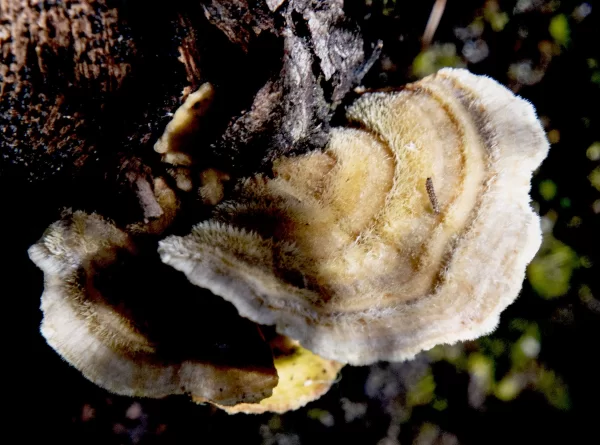 Trametes hirsuta, hairy bracket, Lake St Clair NP, TAS, Fungi, grey, brown