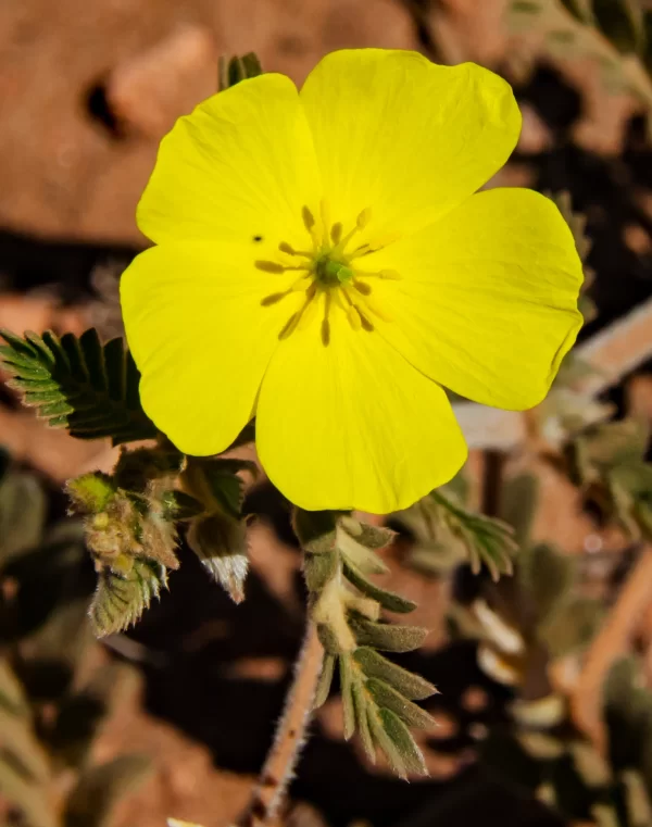 Tribulus occidentalis, perennial caltrop, Onslow, WA, yellow