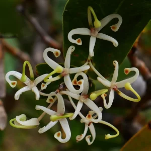 hakea prostrata, Harsh hakea, Bibra lake, WA, white