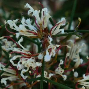 hakea trifurcata, two-leaf hakea, Nilgen, WA, white